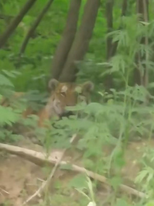 万博manbext网站登录app娱乐八家子古洞河海外湿地公园发现一只东北虎-万博manbext网站登录 万博manbext体育官网注册账号